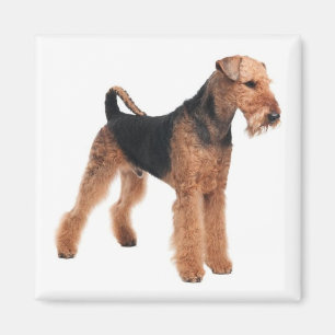 Airedale Terrier Puppy Hund Magnet