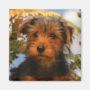 Airedale Terrier Puppy Hund Magnet