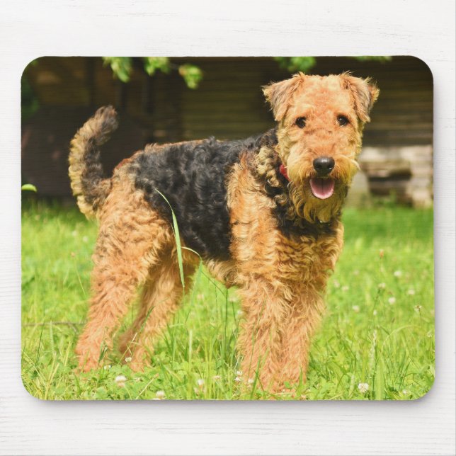 Airedale Terrier Puppy Hund Musmatta (Framsidan)