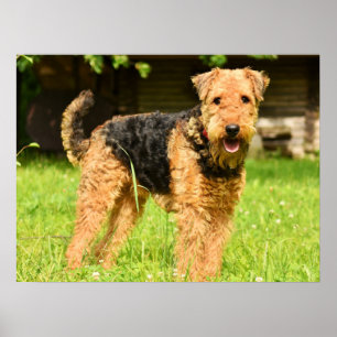 Airedale Terrier Puppy Hund Poster