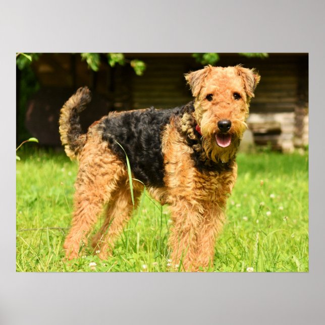 Airedale Terrier Puppy Hund Poster (Framsidan)