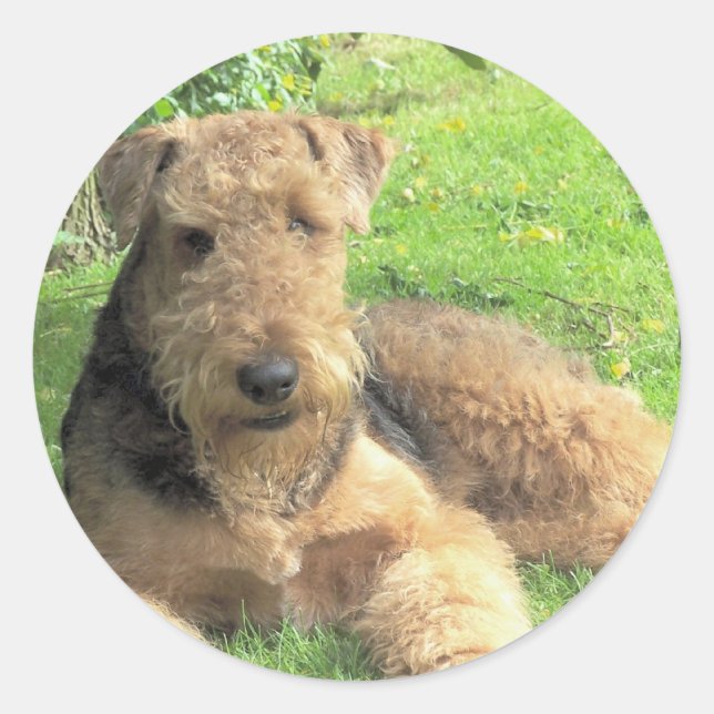 Airedale Terrier Sticker Runt Klistermärke (Framsida)