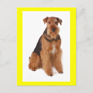 Airedale Terrier Valp Hund Gul Postkort Vykort