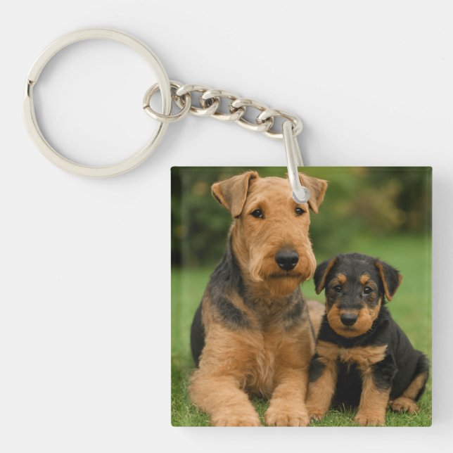 Airedale Terrier with puppy (Framsidan)