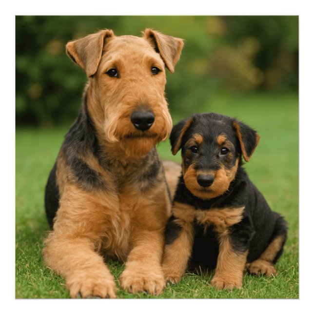 Airedale Terrier with puppy Fototryck (Framsidan)