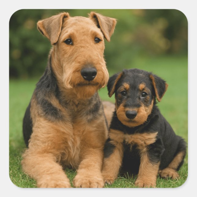 Airedale Terrier with puppy Fyrkantigt Klistermärke (Framsida)