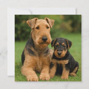 Airedale Terrier with puppy Inbjudningar