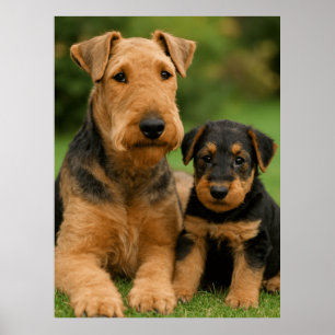Airedale Terrier with puppy Poster