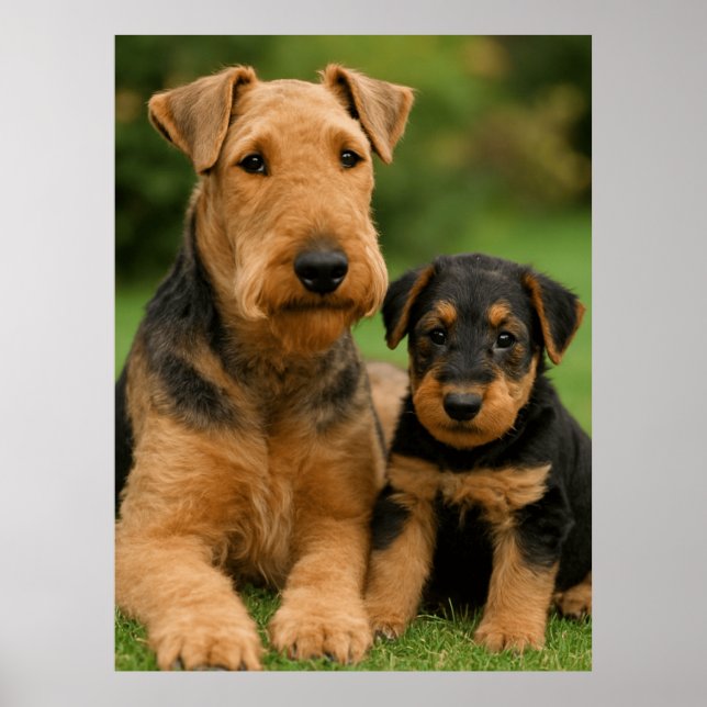 Airedale Terrier with puppy Poster (Framsidan)