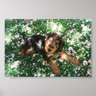Airedale-valp i blomningsfält poster