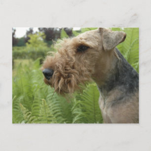 Airedale-vykort Vykort