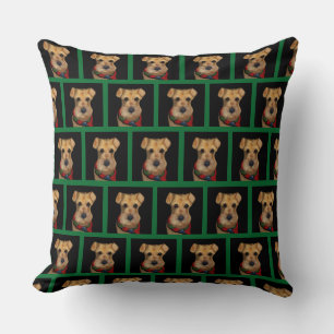 Airedaleterrier Kudde
