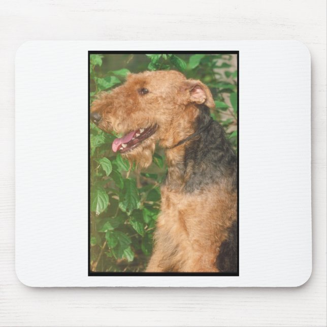 AiredaleTerrier Musmatta (Framsidan)