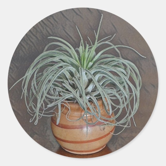 Airplant Oaxacana Runt Klistermärke (Framsida)