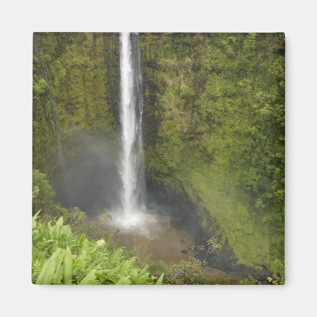 Akaka Falls, Hamakua Kusten, Hawaii Magnet (Framsidan)