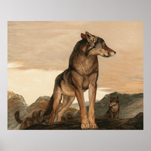 Akela, Maurice och Edward Detmold-Vargen Poster (Framsidan)