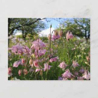 Akeleien Wiese unter Apfelbäumen Vykort