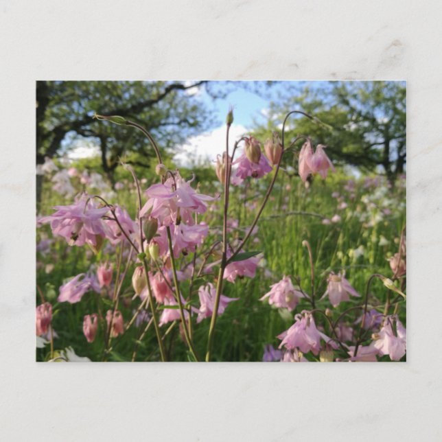 Akeleien Wiese unter Apfelbäumen Vykort (Framsida)