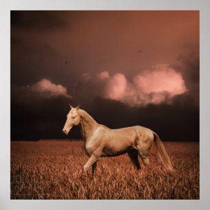 Akhal-teke häst på sunset poster