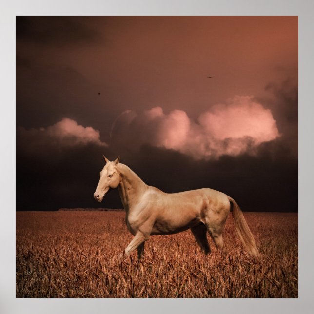 Akhal-teke häst på sunset poster (Framsidan)