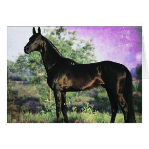 Akhal-teke hingst hälsningskort