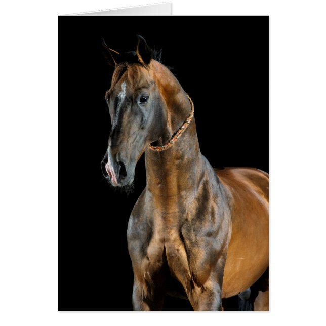Akhal-Teke Horse Hälsningskort (Framsidan)