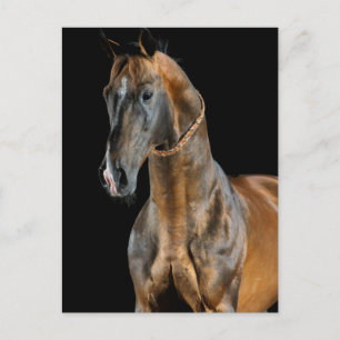 Akhal-Teke Horse Vykort