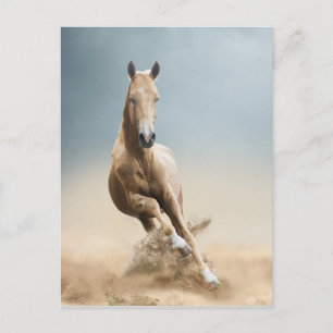 Akhal-Teke Horse Vykort