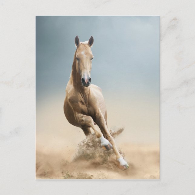 Akhal-Teke Horse Vykort (Framsida)