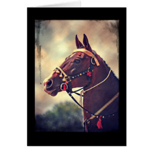 Akhal Teke OBS Kort