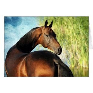 Akhal-teke stallion hälsningskort