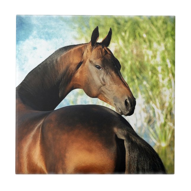 Akhal-teke stallion kakelplatta (Framsidan)