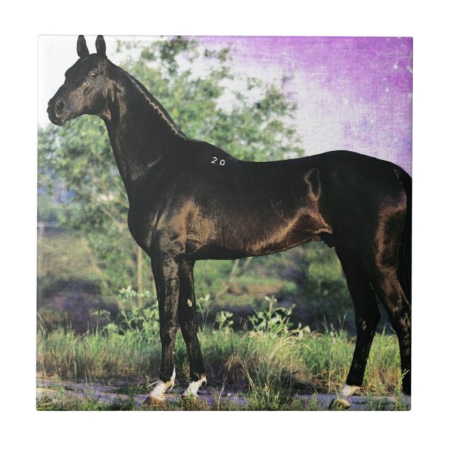 Akhal-teke stallion kakelplatta (Framsidan)