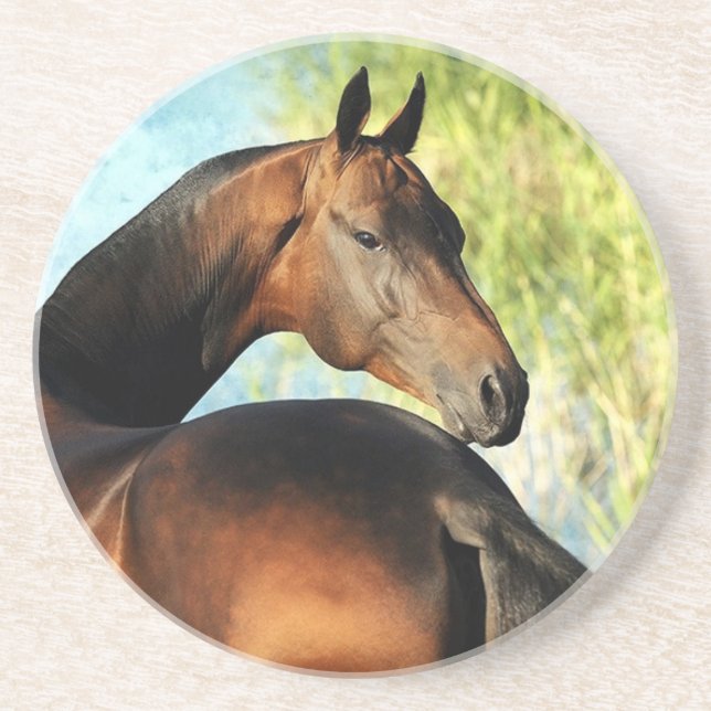 Akhal-teke stallion underlägg sandsten (Framsidan)