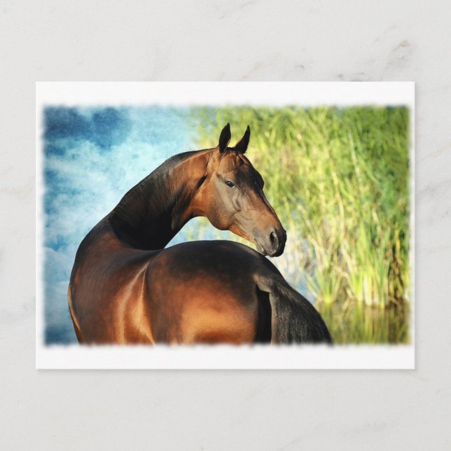 Akhal-teke stallion vykort (Framsida)