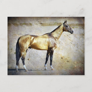 Akhal-teke Vykort