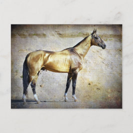 Akhal-teke Vykort