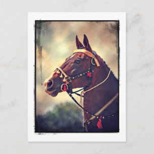 Akhal Teke Vykort
