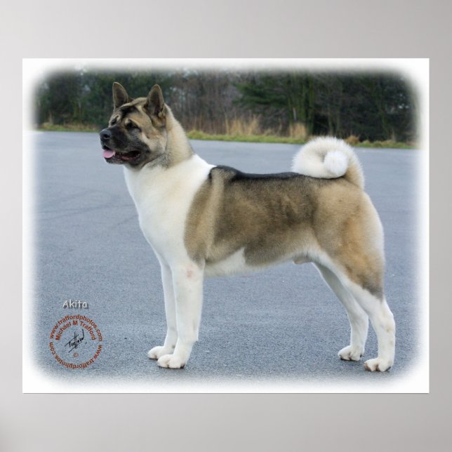 Akita 8P004D-12 Poster (Framsidan)