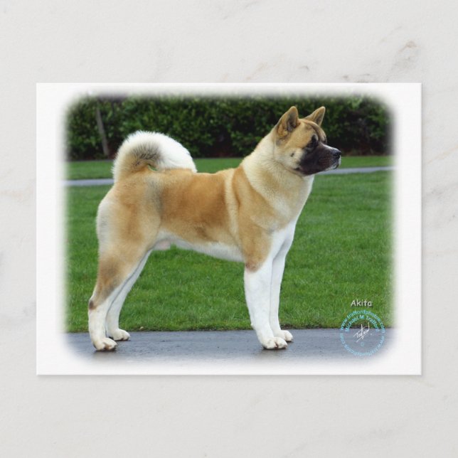 Akita 9T031D-052 Vykort (Framsida)