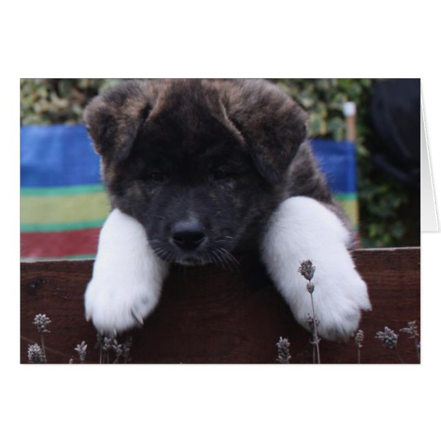 Akita Cards Hälsningskort (Framsidan Horizontal)