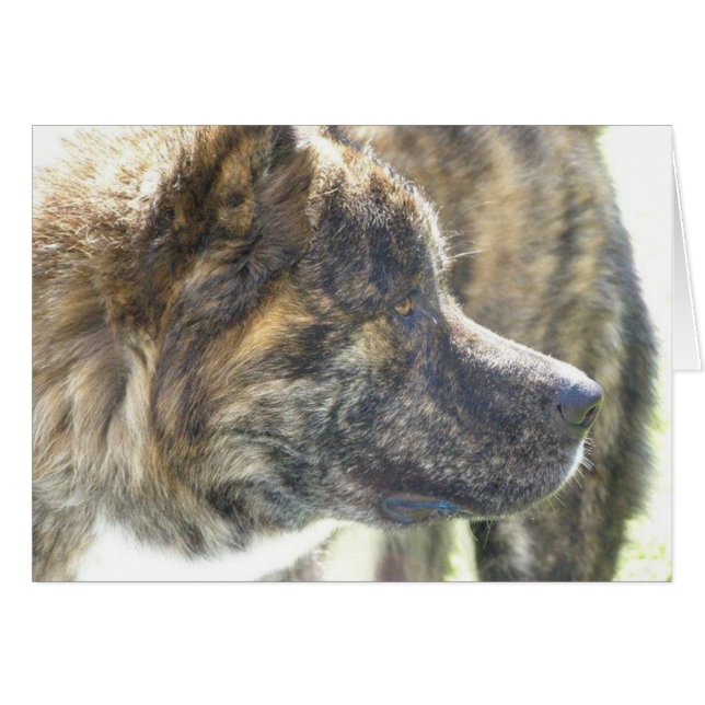 Akita Cards Hälsningskort (Framsidan Horizontal)