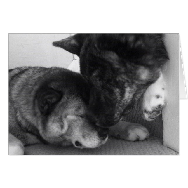 Akita Cards Hälsningskort (Framsidan Horizontal)