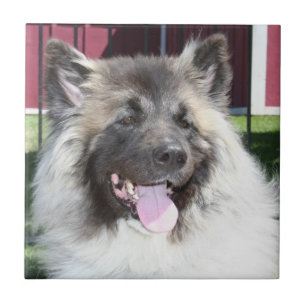 Akita hund kakelplatta