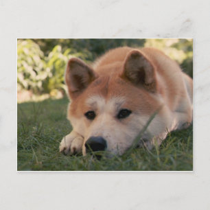 Akita Inu Hund Deep Thoughts Vykort