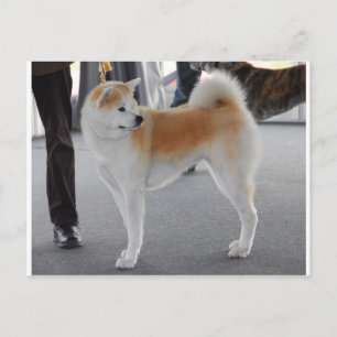 Akita Inu Hund i en Hund show Vykort
