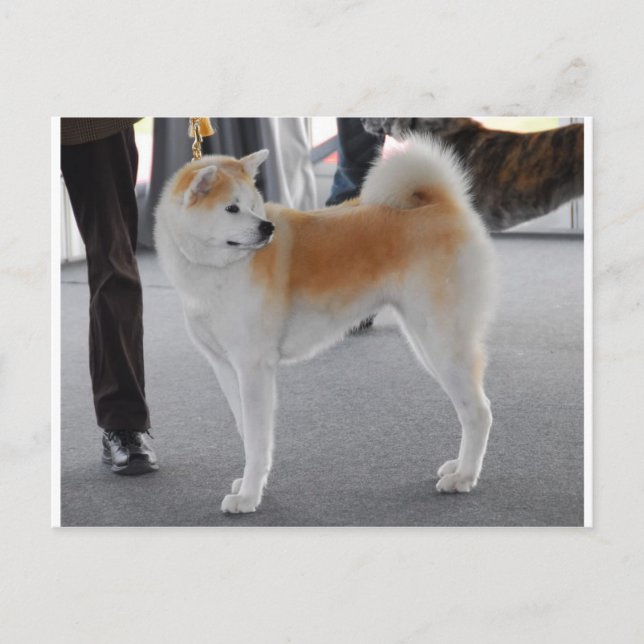 Akita Inu Hund i en Hund show Vykort (Framsida)