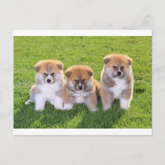 Akita Inu Hund Puppies Vykort (Framsida)