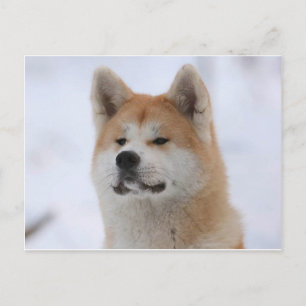Akita Inu Hund Tittar allvarligt Vykort