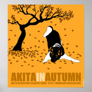 Akita på hösten (18 tum x 19,5 tum) poster